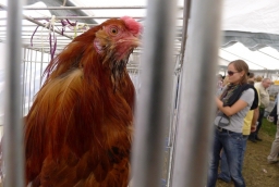 Targi Agro Pomerania 2011 /fot. SG/ 