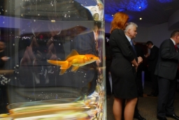 Złota rybka na koktajlu, którym zakończyła się gala wręczenia nagród Perły Biznesu 2012  /fot.: mab / 