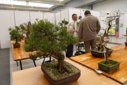 15. Targi Miasto Ogród - Zielony Design  /fot.: mab / 