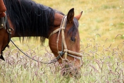 GBS Bank Tien – Shan Expedition 2012 