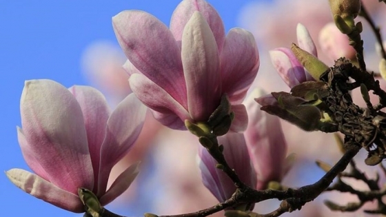 Symbolem wydarzenia stały się szczecińskie magnolie /fot.: Mat. Stara Rzeźnia Fb / 